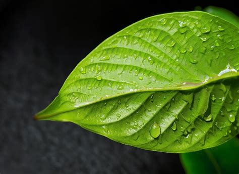 索溪峪有哪些植物?這也引發了對生態保護的深思